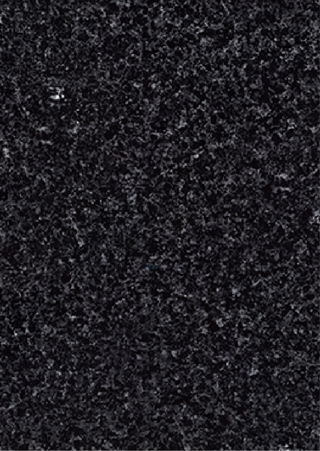 Black Pearl Lambrador